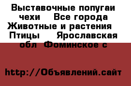 Выставочные попугаи чехи  - Все города Животные и растения » Птицы   . Ярославская обл.,Фоминское с.